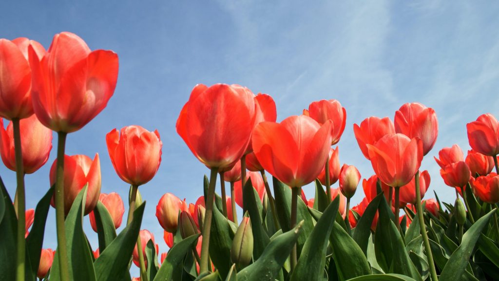 Did you know that each color of tulip has its unique significance?